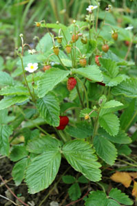 Walderdbeeren