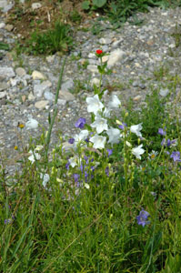 Pfirsichblättrige Glockenblume