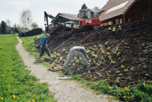 Wildstauden setzen